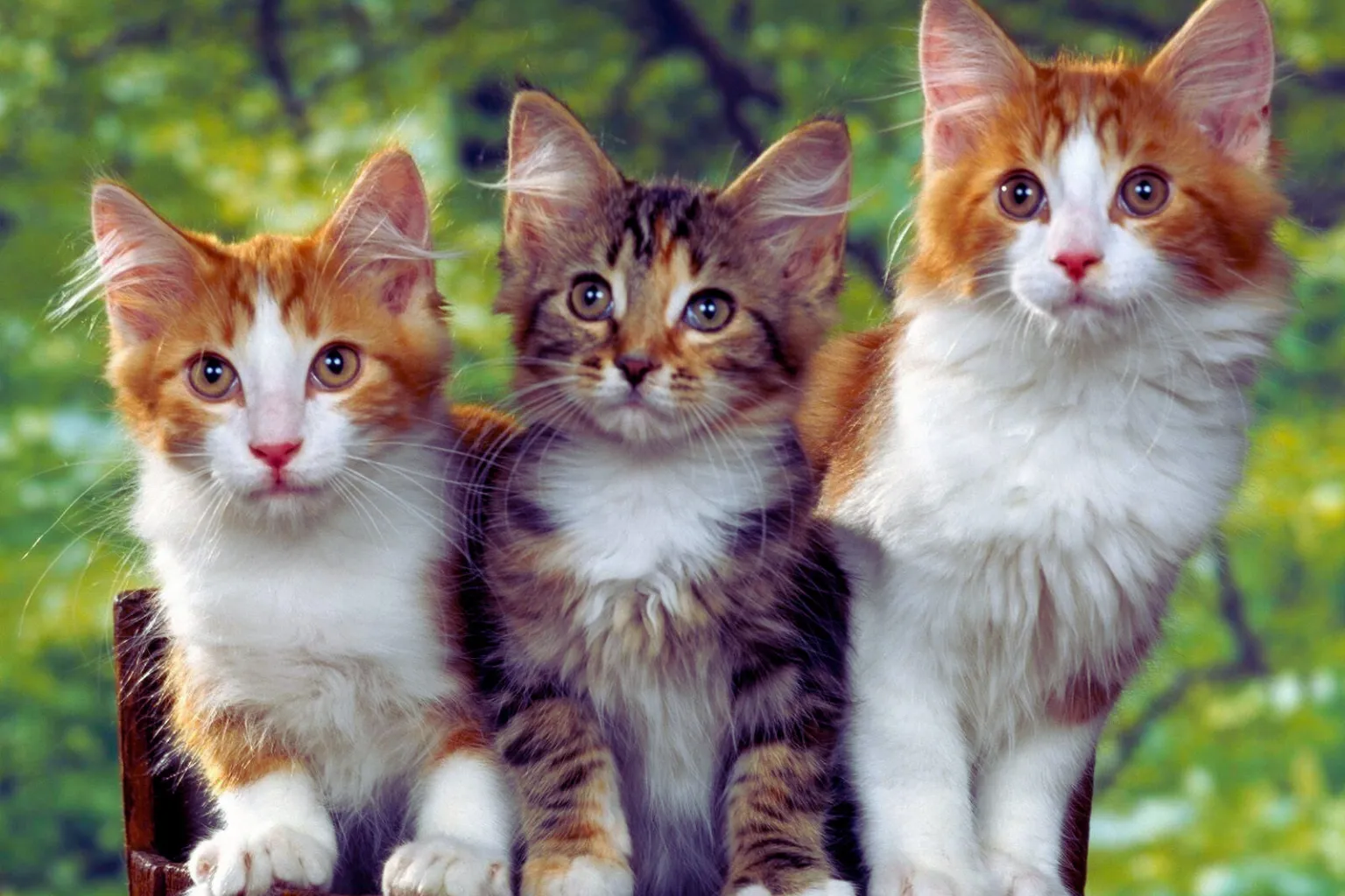 Melhor ração para gatos