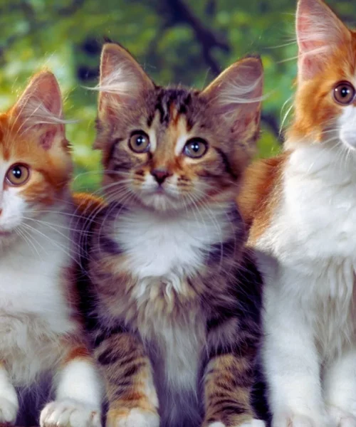 gatos gatos